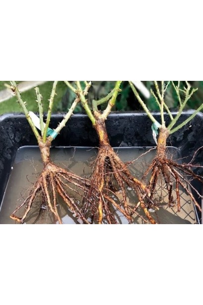 Саджанець троянди з відкритою кореневою системою